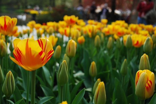 Tulips from Flickr via Wylio