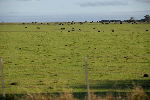 grass cattle cows farm australia victoria farmland pasture vic
