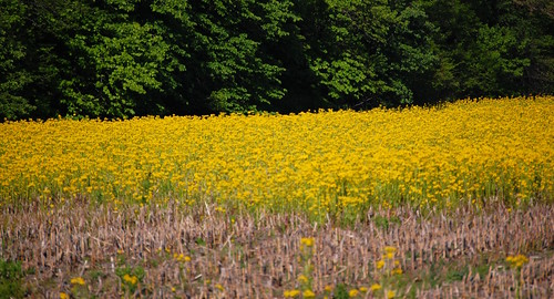 flowers trees flower green field yellow nikon goldenrod wildflowers d40 jeremystockwellpix nikond40