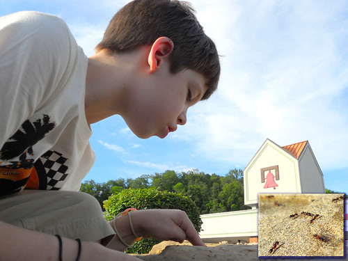 boy adam rock outside kid sandstone insects bugs study ants animalia arthropoda hymenoptera analyze redants formicidae putnamcounty teaysvalley insectwatching playingwithants