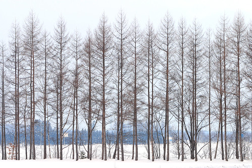 winter wallpaper snow tree station japan landscape photo canoneos10d railway sunny 北海道 日本 gps 帯広 canonef70200mmf28lisusm