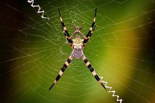 nature hawaii spider