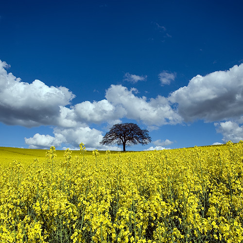 nottingham blue tree weather yellow clouds square landscape geotagged seed fair rape east cumulus oil nottinghamshire bridgfrod purefinder geo:lat=52992471 geo:lon=0966368