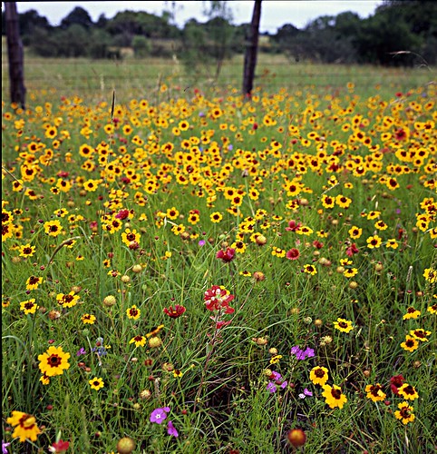 film mediumformat texas 6x7 hillcountry wildflower firewheel filmscan indianpaintbrush coreopsis texaswildflowers indianblanket mamiya7 llanocounty mamiya7ii verbana rr152
