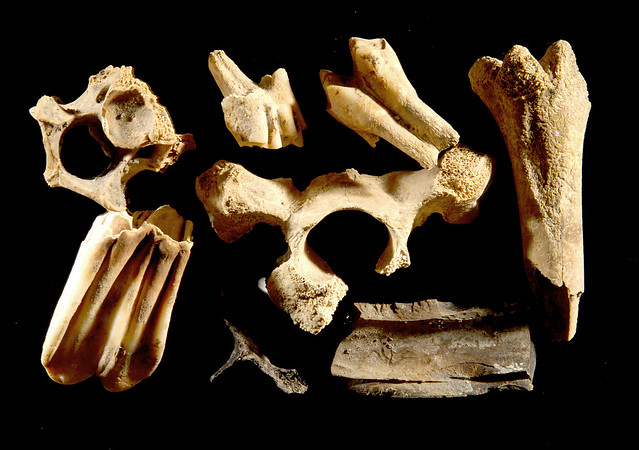 Animal bone