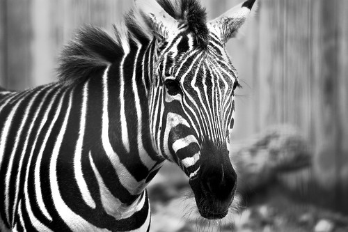 blackandwhite nature animal dof bokeh zebra houstonzoo photographyday 02212009