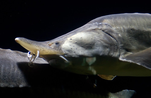 Sturgeon by David Torcivia, from Flickr under a Creative Commons License.