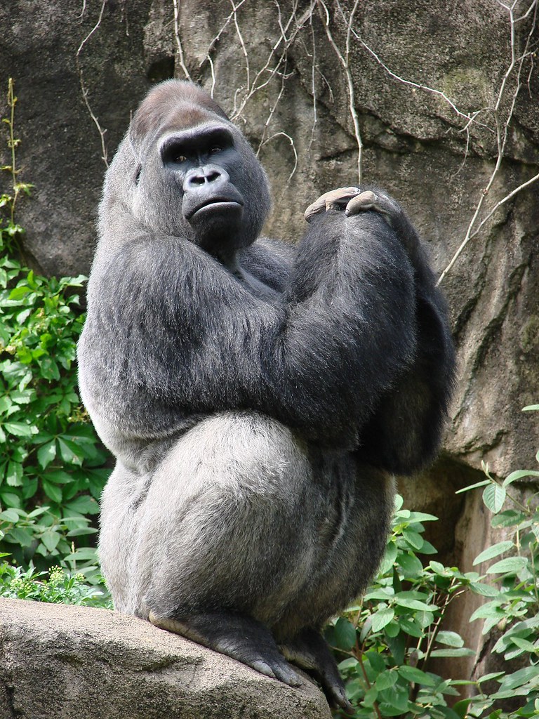 do all male gorillas become silverbacks