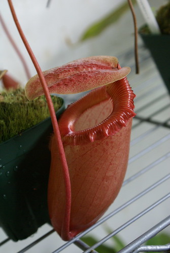 Nepenthes (unspecified)