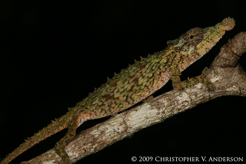 Rediscovery Of The Enigmatic Ecuadorian Horned Anole - Anole Annals