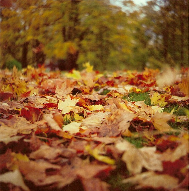 Autumn leafs #2