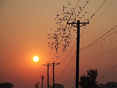 bird sunrise cahokia