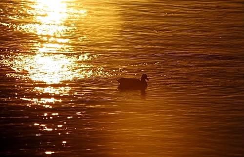 film water sunrise 35mm duck waterfowl