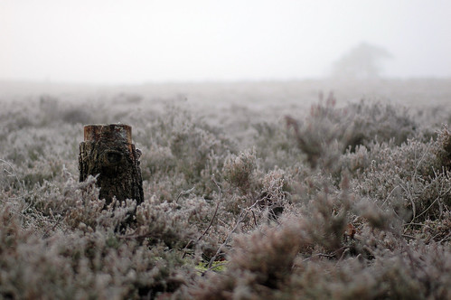Stump in heath