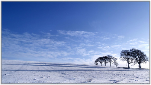 blue trees shadow snow scotland highlands cromarty flickrfrontpage