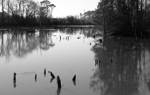 blackandwhite rural pond easternshore onancock blackwhitephotos tasley