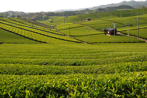 green japan nikon tea plantation 日本 fukuoka 风景 緑 2009 風景 福岡 茶 景色 茶園 yame d90 ニコン 八女