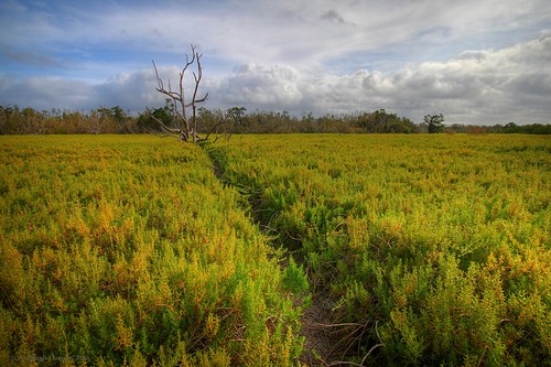 sky yellow clouds landscape path flamingo insects deadtree everglades evergladesnationalpark saltwort ashleighozment