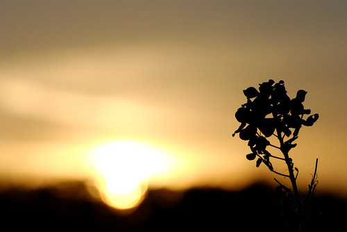 silhouette bayern deutschland sonnenuntergang natur pflanze blume landschaft sonne oberfranken staffelberg obermain