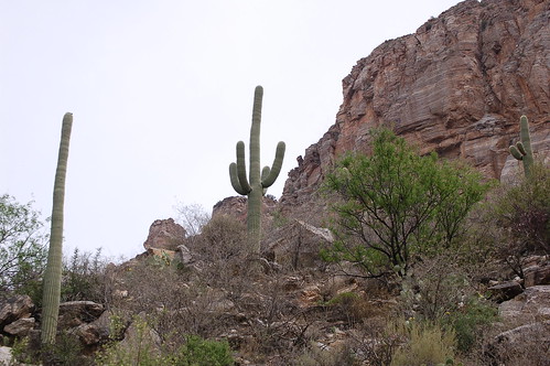 arizona cactus nature landscape view desert tucson wildlife canyon saguaro sonoran sabinocanyon