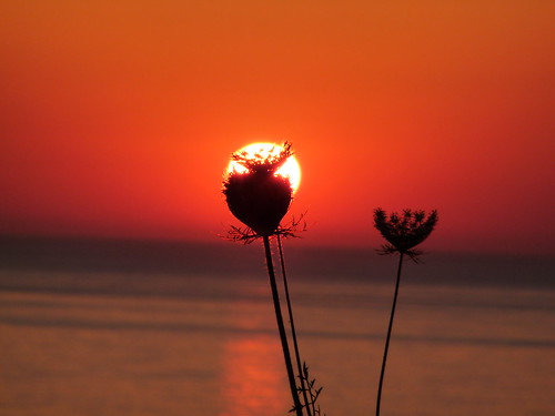 sunset red sea orange plants plant silhouette june 30 island lumix mediterranean glow cyprus panasonic 50 75 2009 argaka dmcfz28 nix100