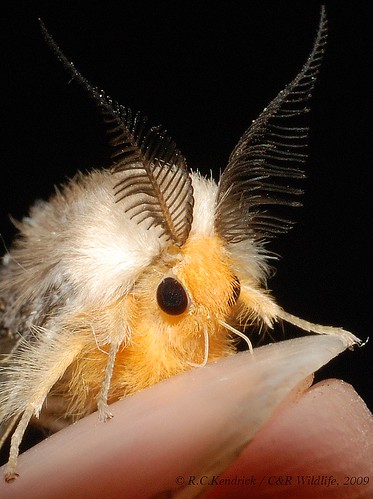 portrait macro wow hongkong moth noctuidae lymantriinae macrophotosnolimits lamtsuenvalley buzznbugz hongkongmoths perinanuda banyantussockmoth rgmfc nationalmothweek