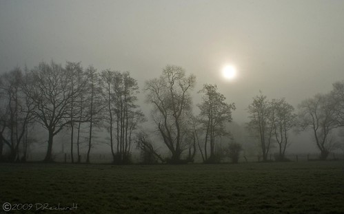 morning trees sun tree field fog germany landscape europe gras
