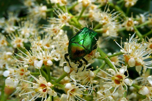 green nature country insects insetti scarabeo beattle