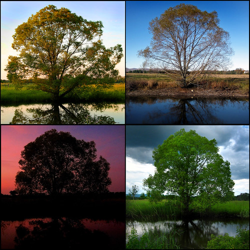 blue trees sunset sky reflection tree green nature water clouds landscape four pond seasons mosaic seasonal willow quarters willowtree blackwillow