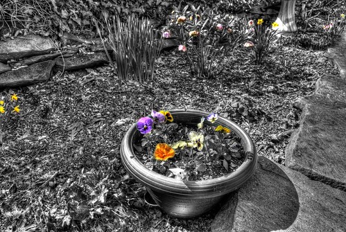 flowers shadow blackandwhite bw sun house colors photoshop garden dark high nikon colorful pittsburgh dynamic bright tripod pot soil stems range hdr cs4 d40 tonemapped d40x evad310 davedicello
