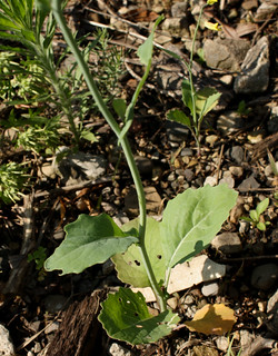 Field Mustard leaves