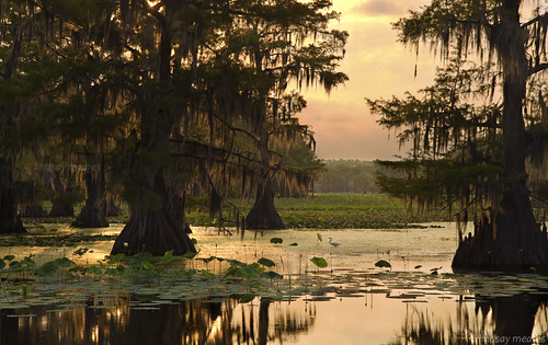reflection bird silhouette sunrise la louisiana texas tx swamp spanishmoss lilypad egret uncertain cypresstree caddolake