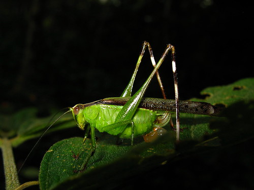 Orthoptera : Tettigoniidae - a photo on Flickriver