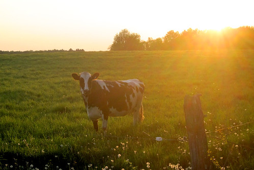 sunset cow pasture