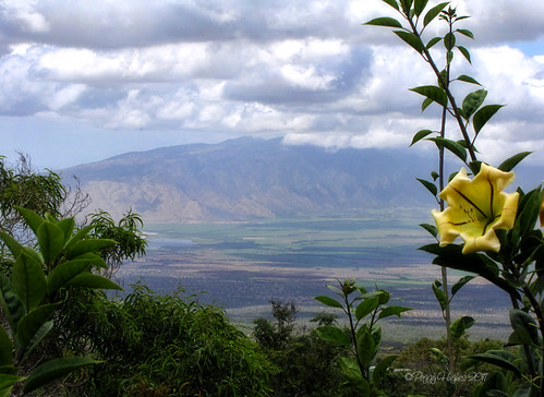 vacation flower landscape hawaii view scenic maui peggy kula kulabotanicalgarden ©allrightsreserved cupofgold solandrahartwegii april2011 ©peggyhughes