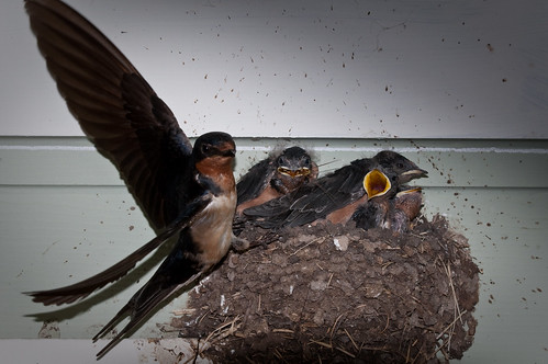 bird nest chick swallow barnswallow fledgling hirundo hirundorusticaerythrogaster