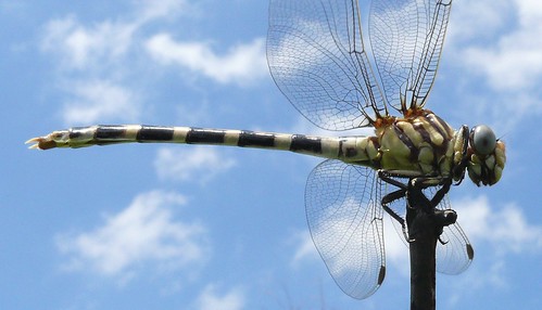 oklahoma female insect dragonfly eod odonata gomphidae phyllogomphoidesstigmatus comanchecounty wichitamtns fourstripedleaftail fortsillmr victorwfazio