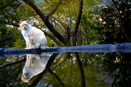naturaleza blanco nature cat la agua gato espejo reflejo palma copito
