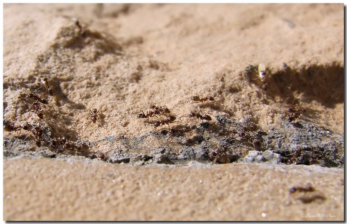 españa macro animal insect spain ant catalunya tarragona hormiga insecto cunit baixpenedès mywinners