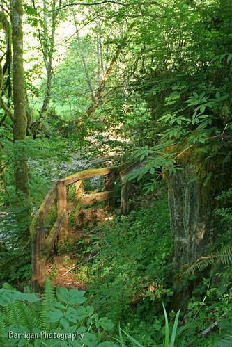 travel trees usa green nature stairs creek canon outdoors rebel washington spring scenic may falls peell