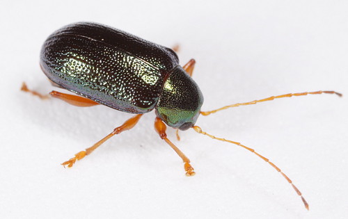 insect beetle northcarolina fieldtrip piedmont coleoptera leafbeetle chrysomelidae bioblitz20100515 tymnes