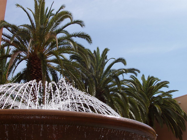 Fountain and Palms