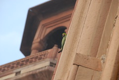 Parrot at Safdarjang's Tomb