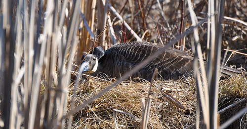 bird field grass wisconsin reeds feathers goose hidden canadiangoose bog protect protecting layingeggs willowriverstatepark