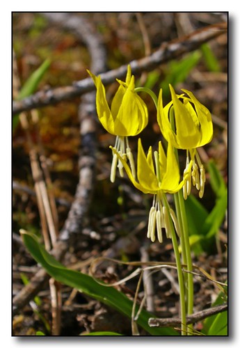 macro spring montana hamilton lilies wildflowers millcreekcanyon bitterrootmountains