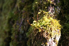 Red moss capsules IMG_0750 - Photo of La Roche-Chalais