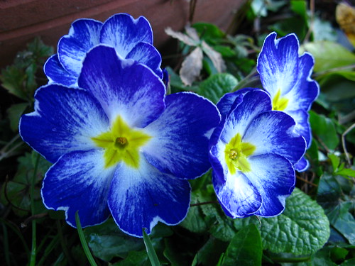 uk blue flower macro nature spring harlow essex lovely~lovelyphoto