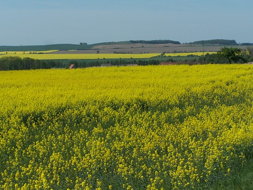 deutschland gelb ausflug grün brandenburg uckermark kulturlandschaft