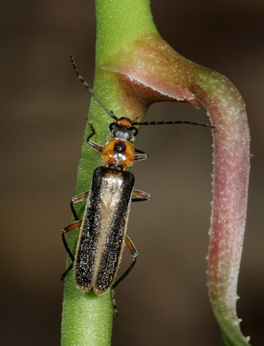 insect beetle northcarolina coastalplain coleoptera soldierbeetle cantharidae canonef100mmf28macrousm howellwoods podabrus