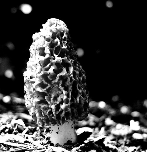 blackandwhite bw mushroom geotagged mushrooms blackwhite landscaping fungi fungus picnik morel usi universityofsouthernindiana usicampus geo:lat=3796445 geo:lon=87676979